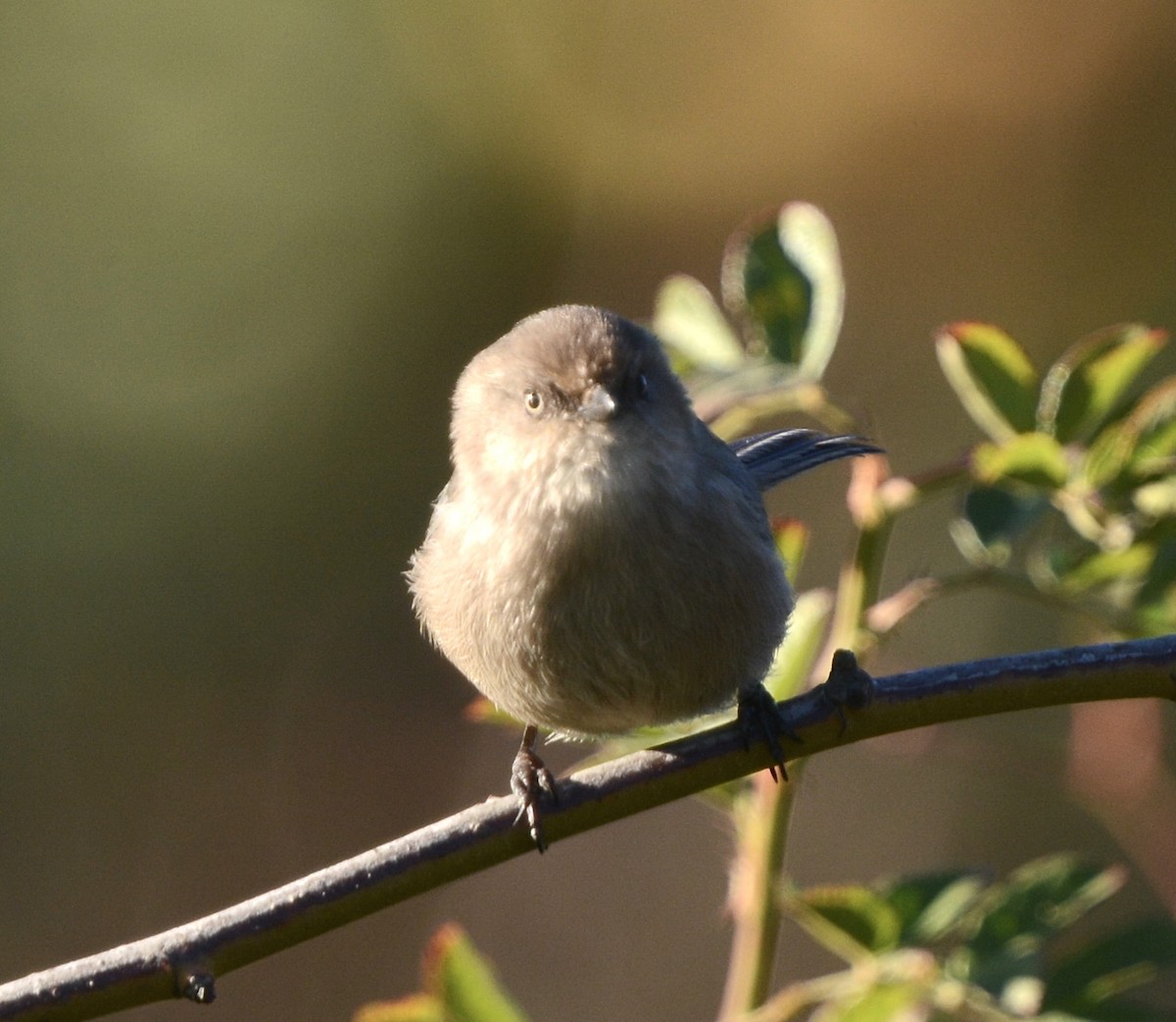 Bushtit - ML647187077