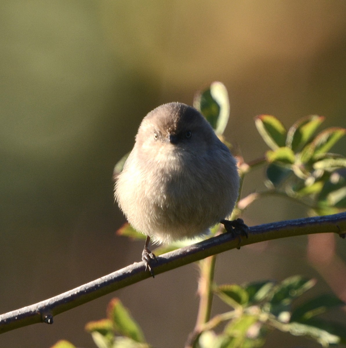 Bushtit - ML647187078