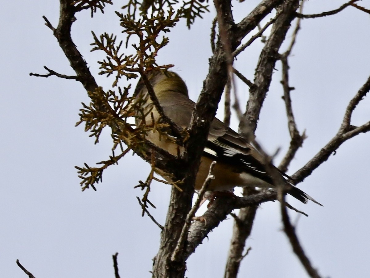 Evening Grosbeak - ML647187084
