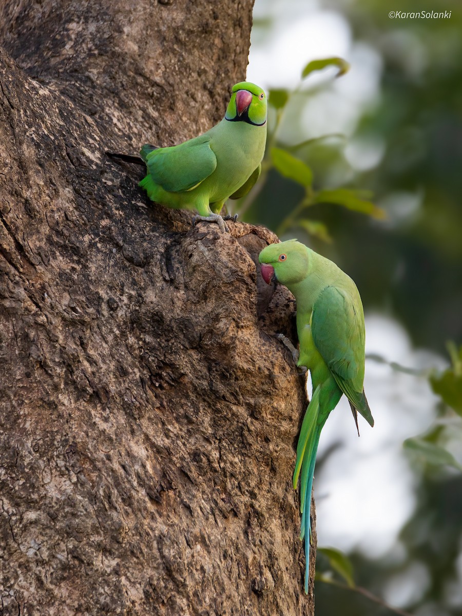 alexandr malý - ML647187086