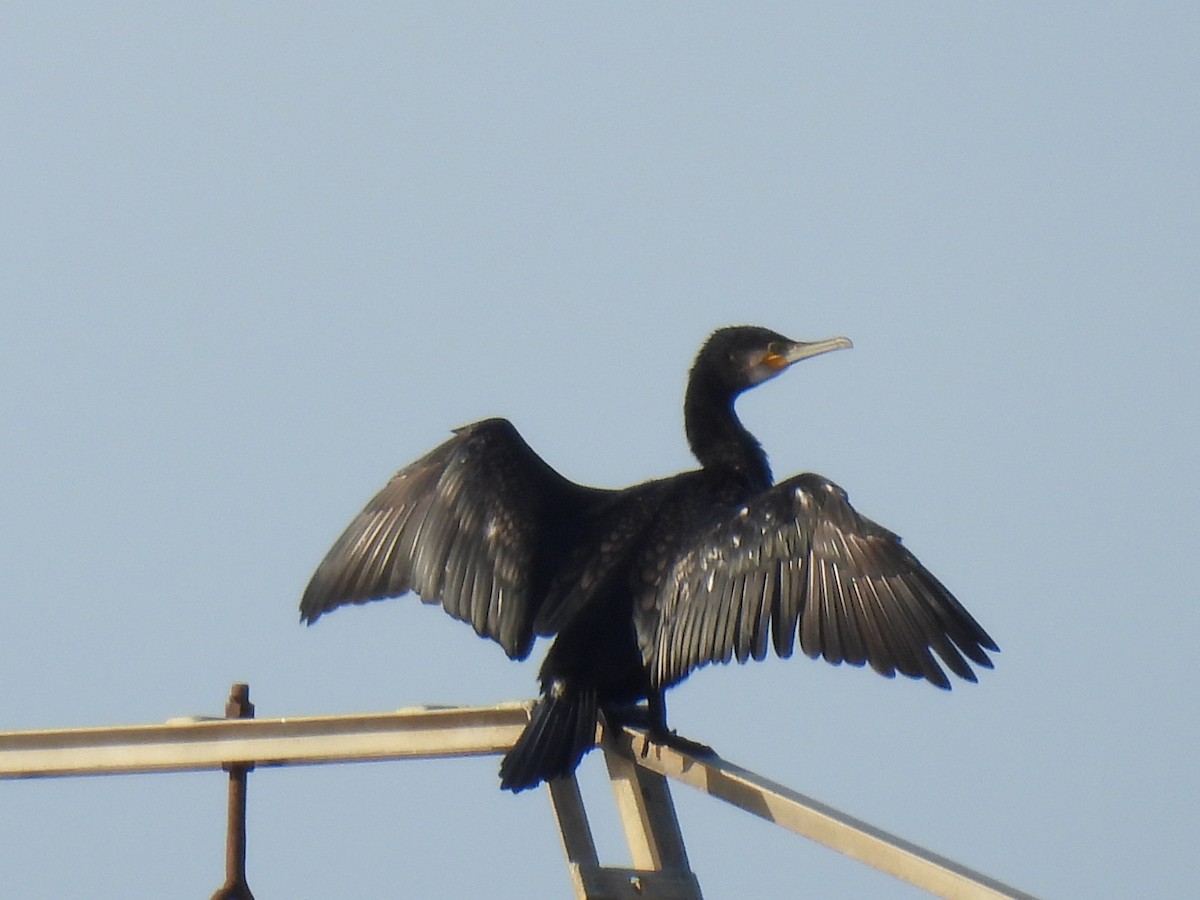 Great Cormorant - ML647187087