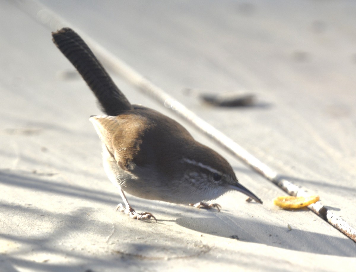 Bewick's Wren - ML647187088