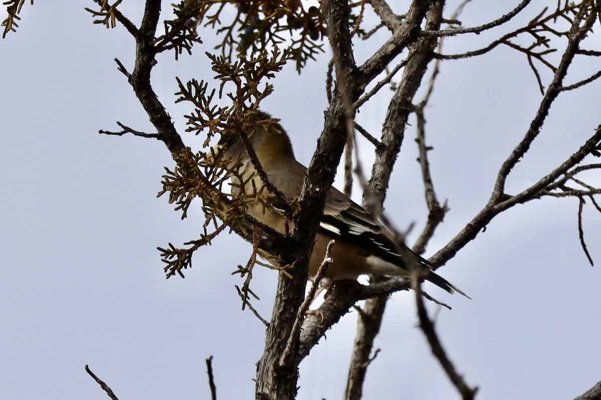 Evening Grosbeak - ML647187091