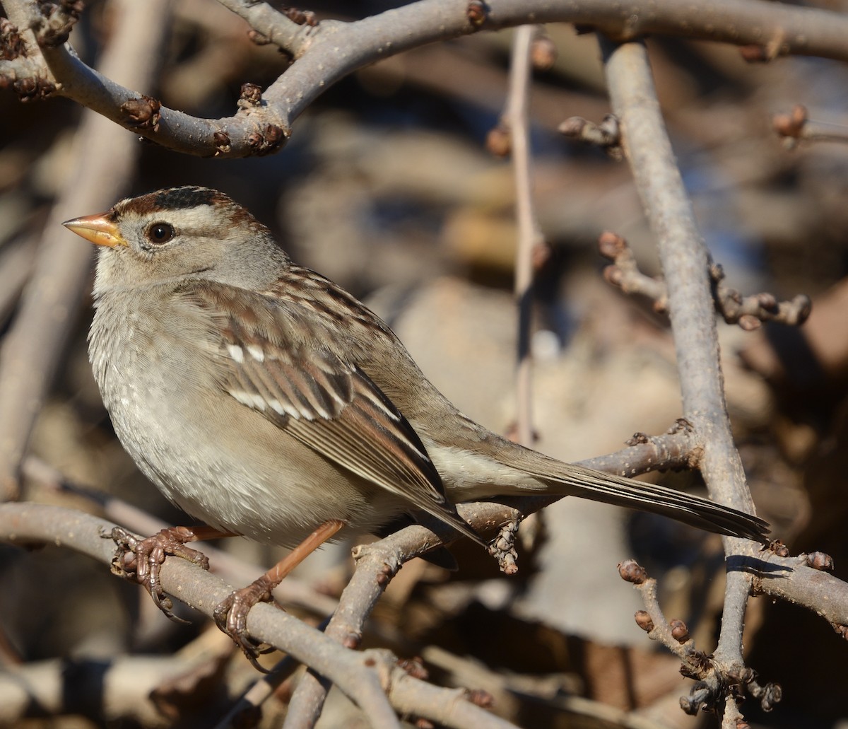 White-crowned Sparrow - ML647187094