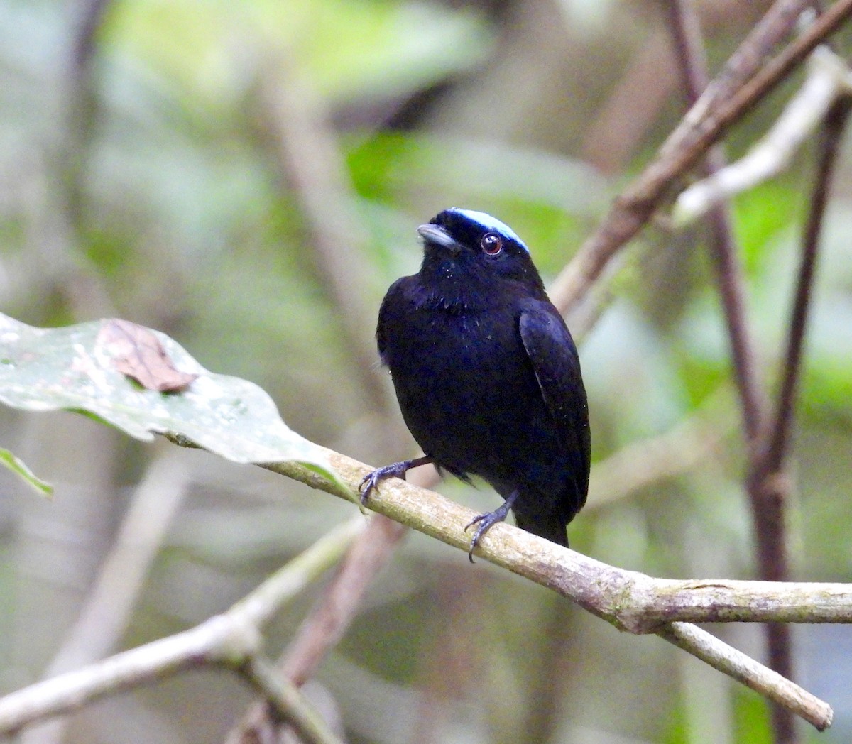 Velvety Manakin - ML647187099