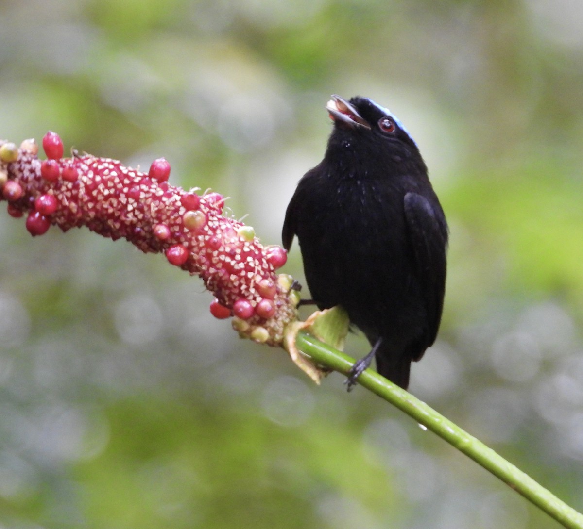 Velvety Manakin - ML647187100