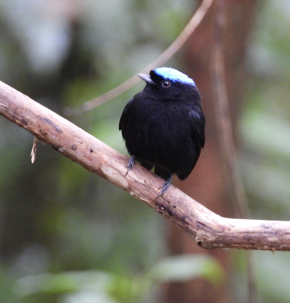 Velvety Manakin - ML647187101