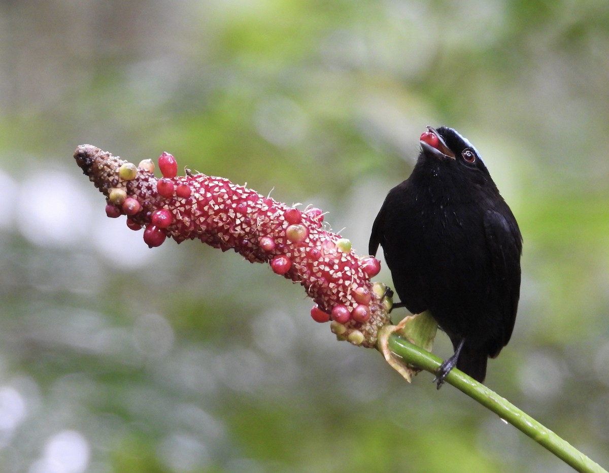 Velvety Manakin - ML647187102