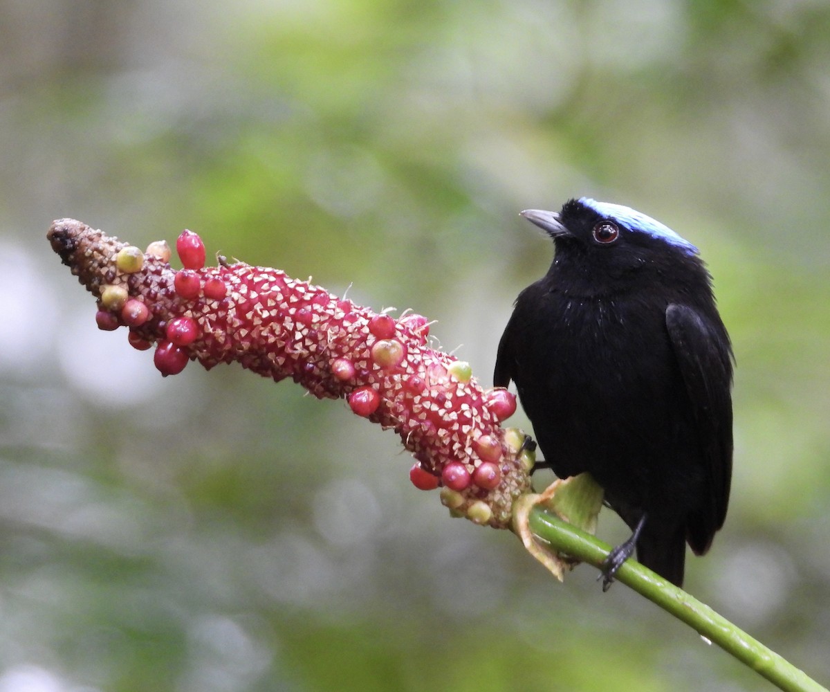 Velvety Manakin - ML647187103