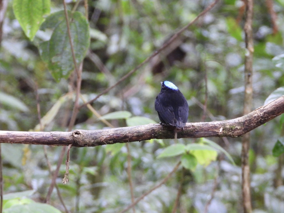 Velvety Manakin - ML647187104