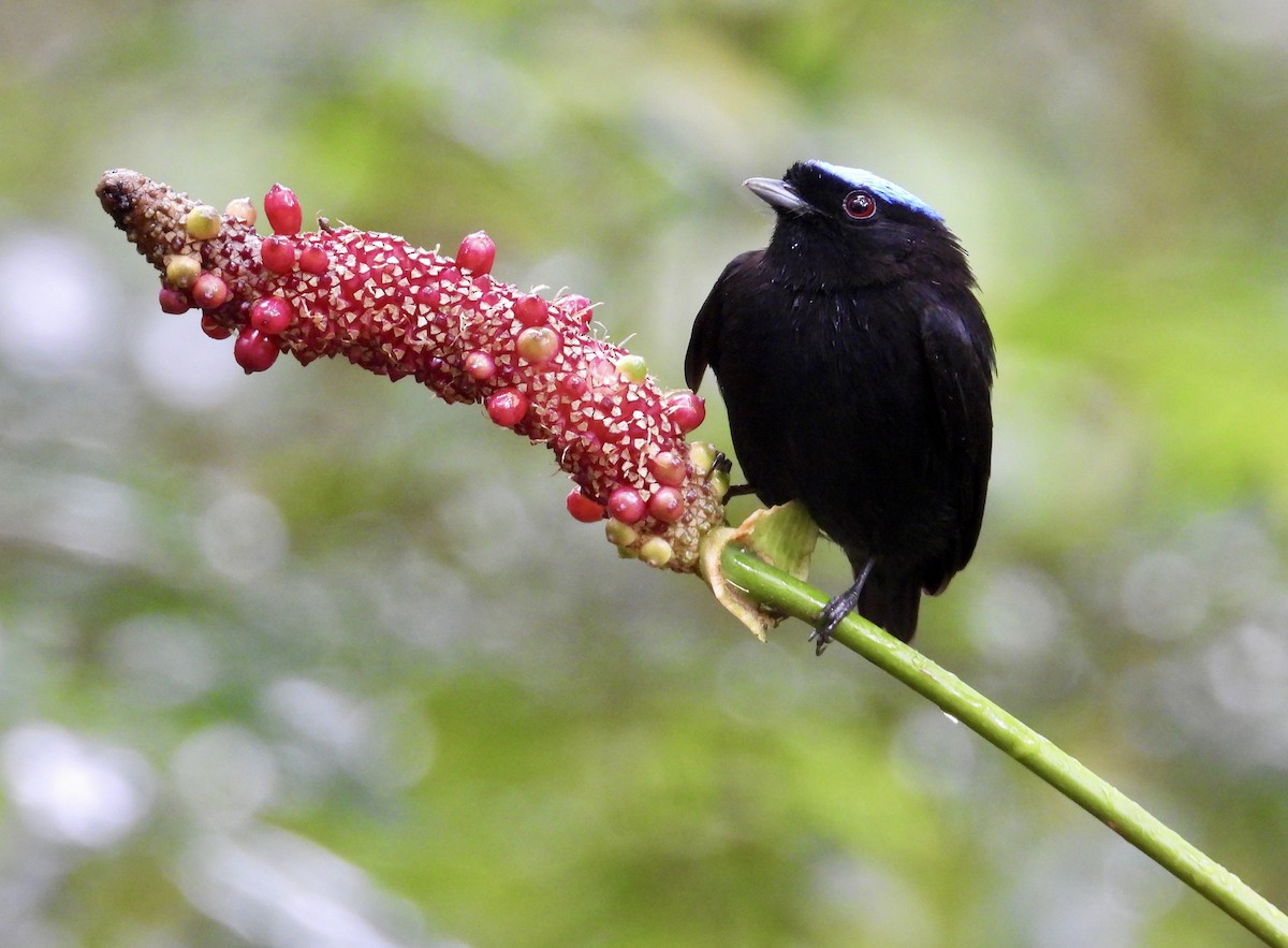 Velvety Manakin - ML647187105