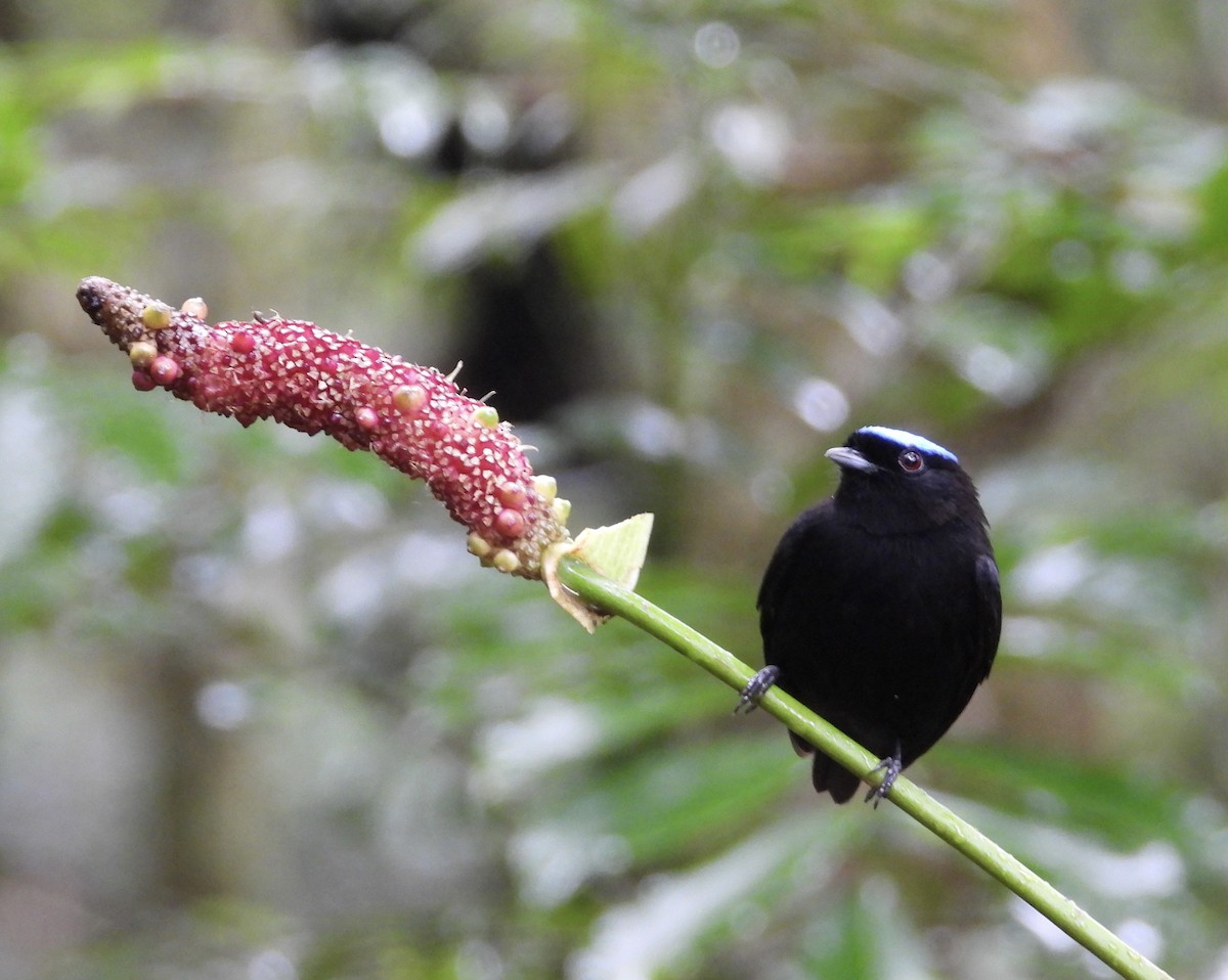 Velvety Manakin - ML647187106