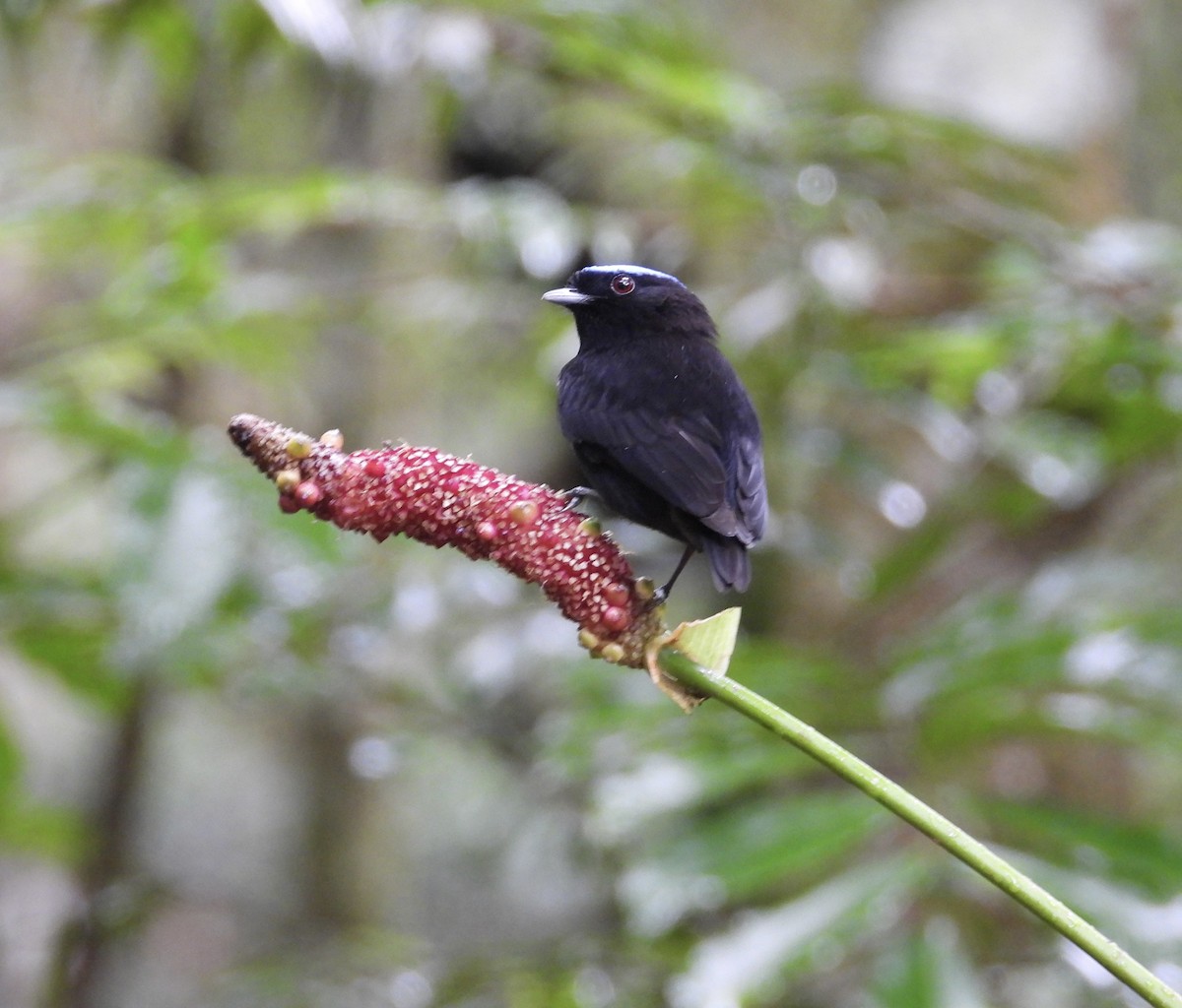 Velvety Manakin - ML647187107