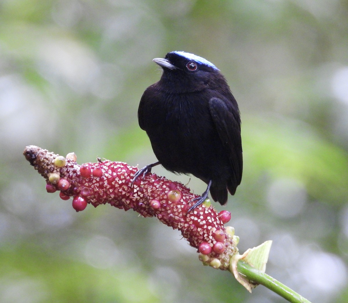 Velvety Manakin - ML647187108