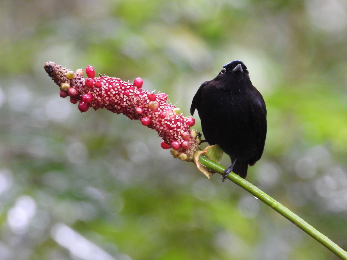 Velvety Manakin - ML647187109