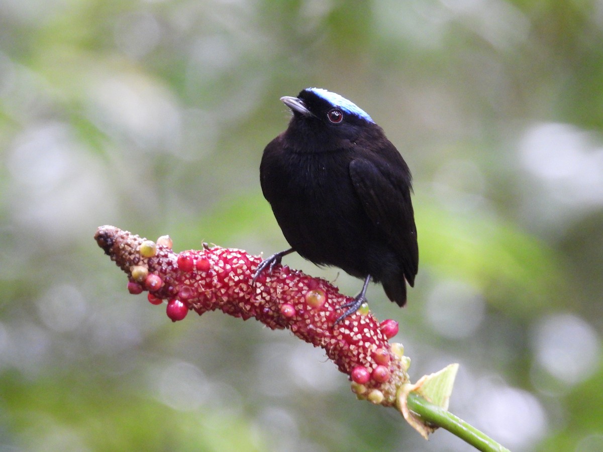 Velvety Manakin - ML647187110