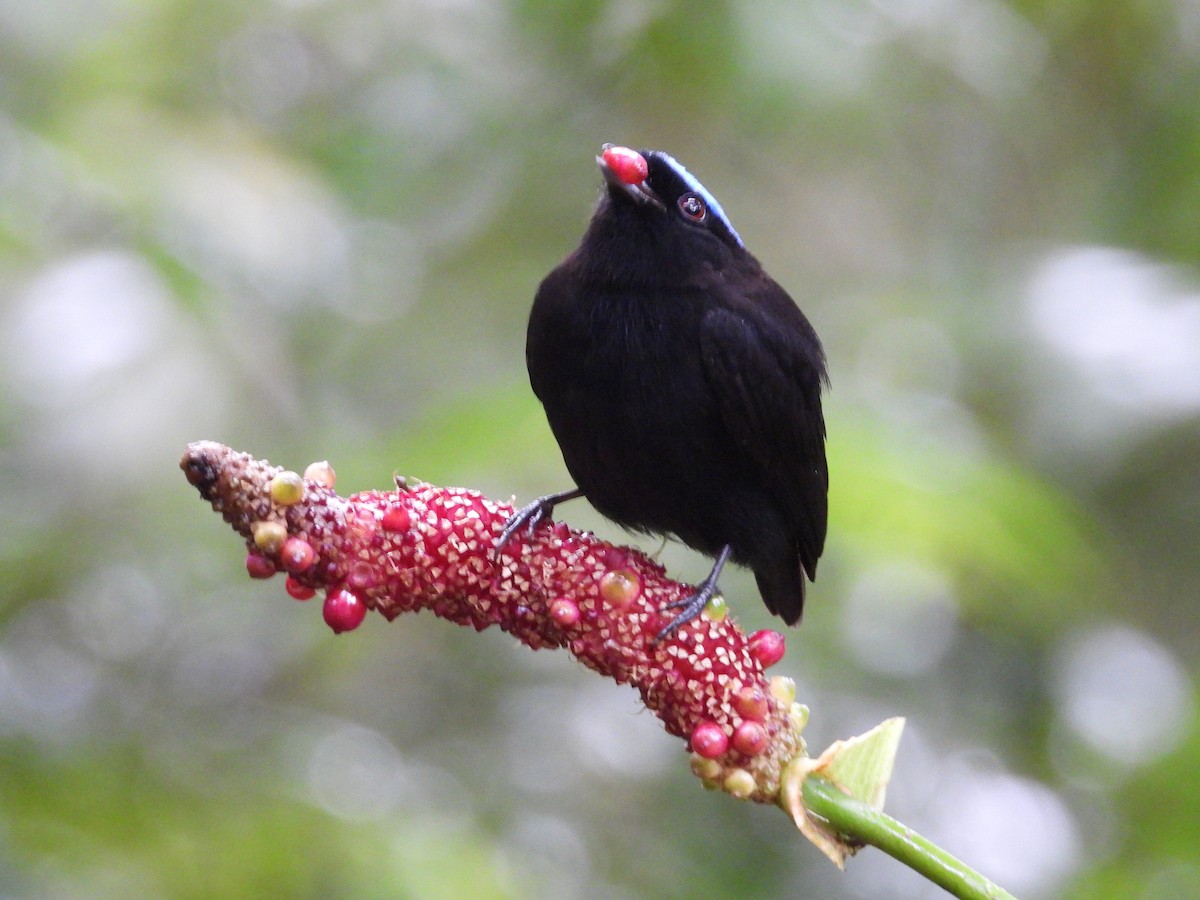 Velvety Manakin - ML647187111