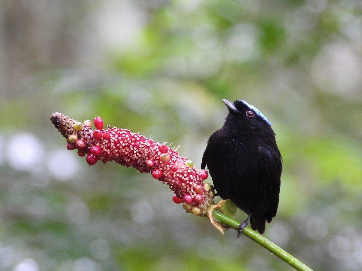 Velvety Manakin - ML647187112