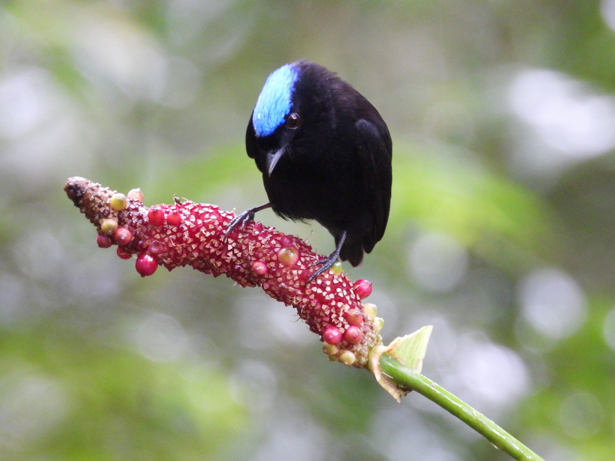 Velvety Manakin - ML647187113