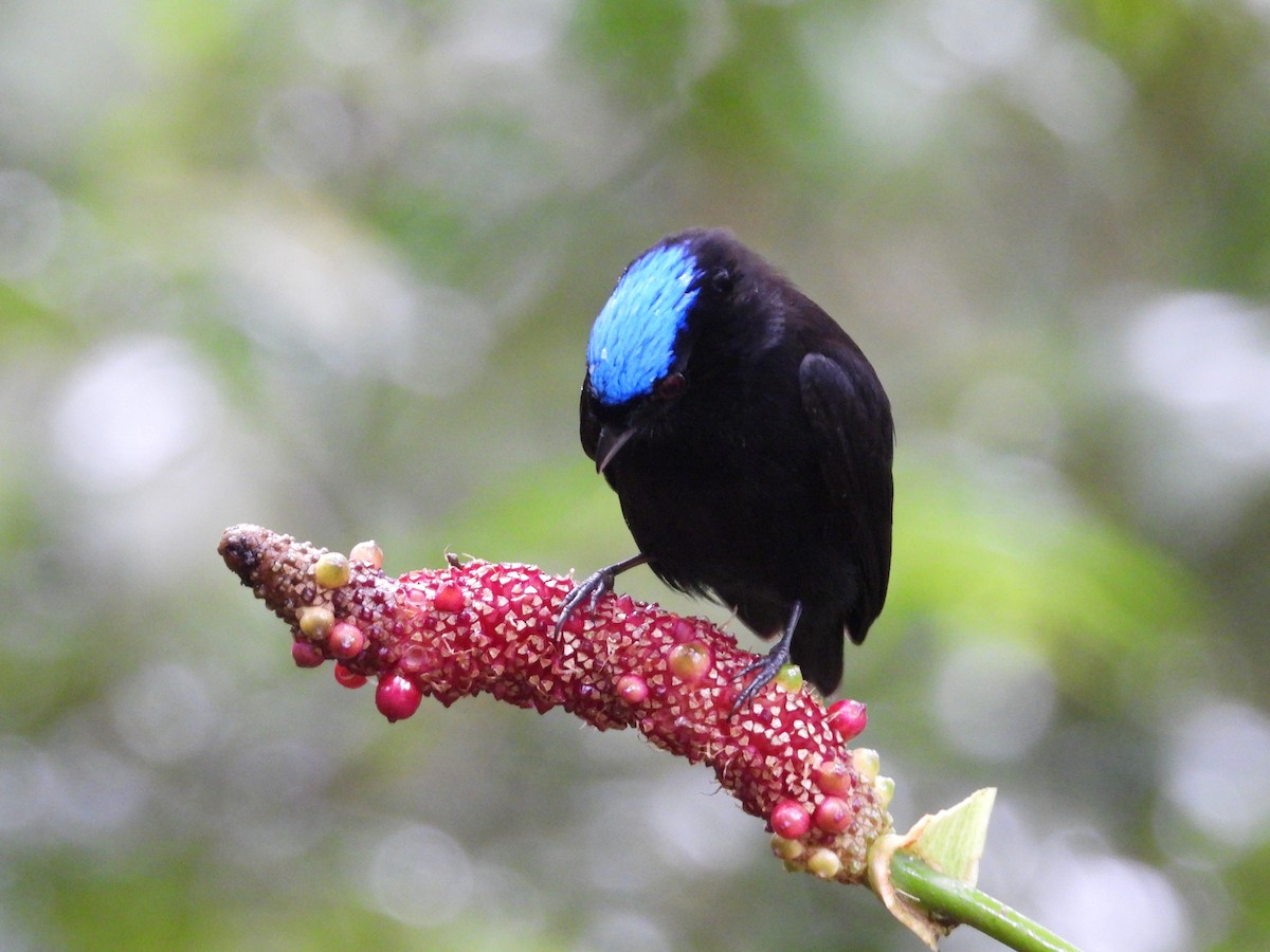 Velvety Manakin - ML647187114