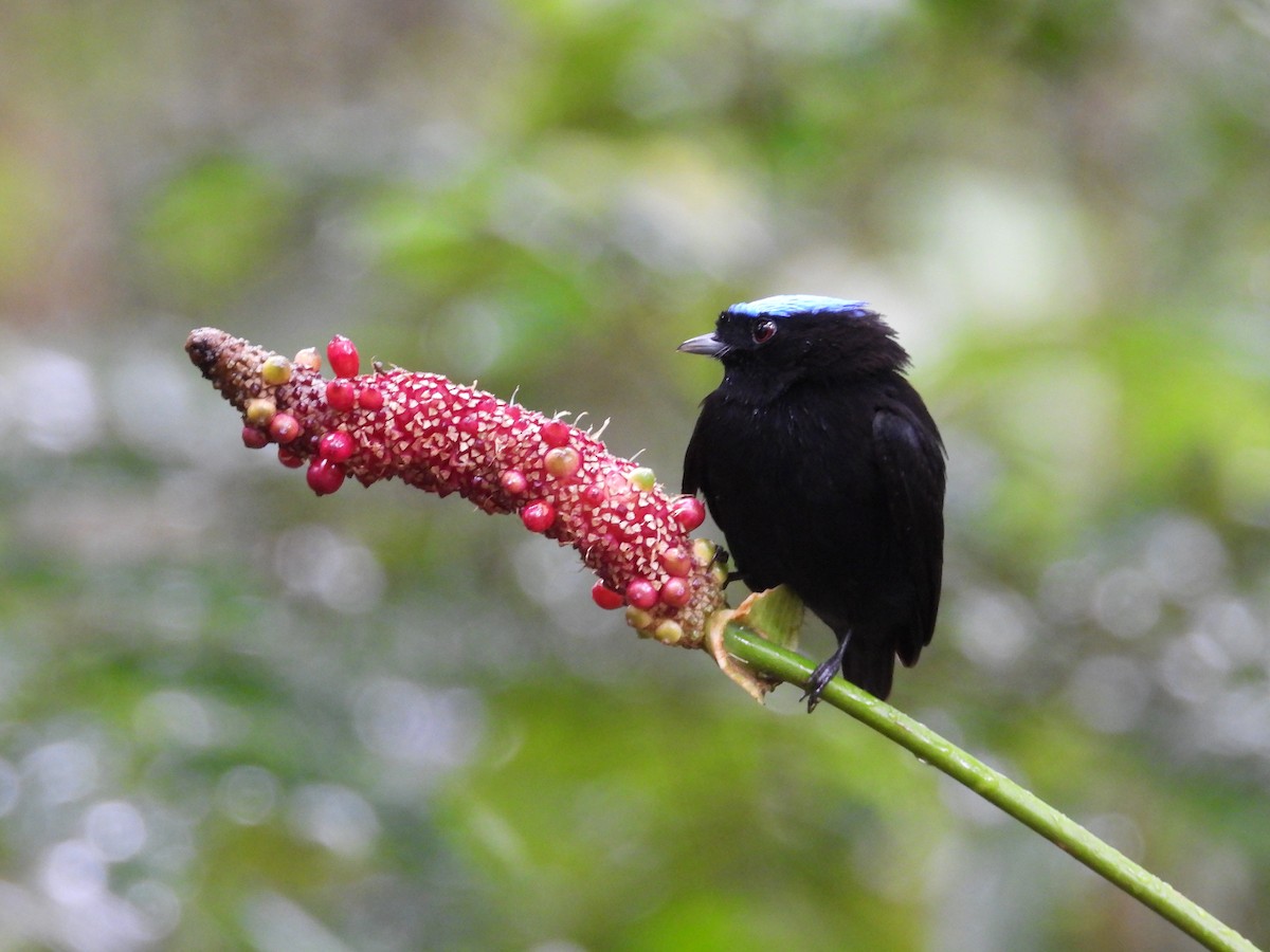 Velvety Manakin - ML647187115