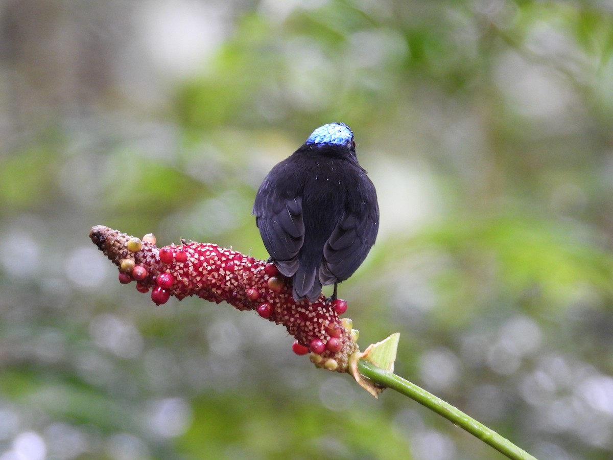 Velvety Manakin - ML647187116