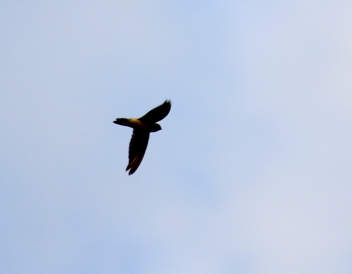 White-nest Swiftlet (Germain's) - ML647187119