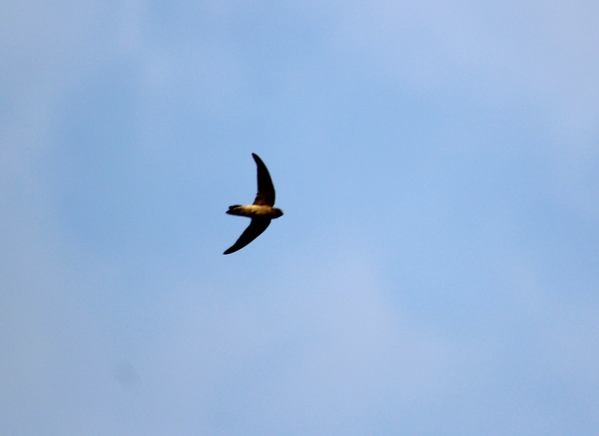 White-nest Swiftlet (Germain's) - ML647187120