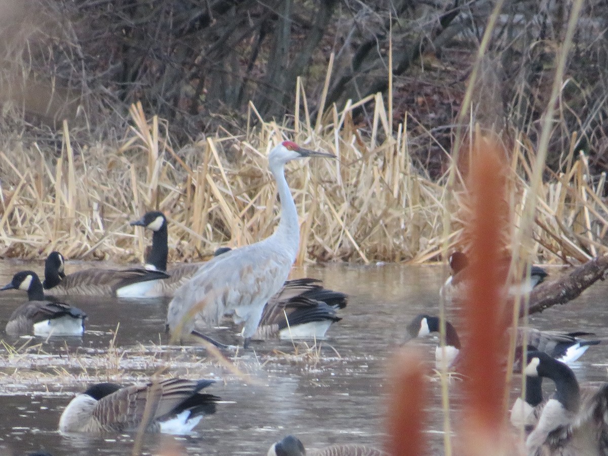 Kurrilo kanadarra - ML647187121