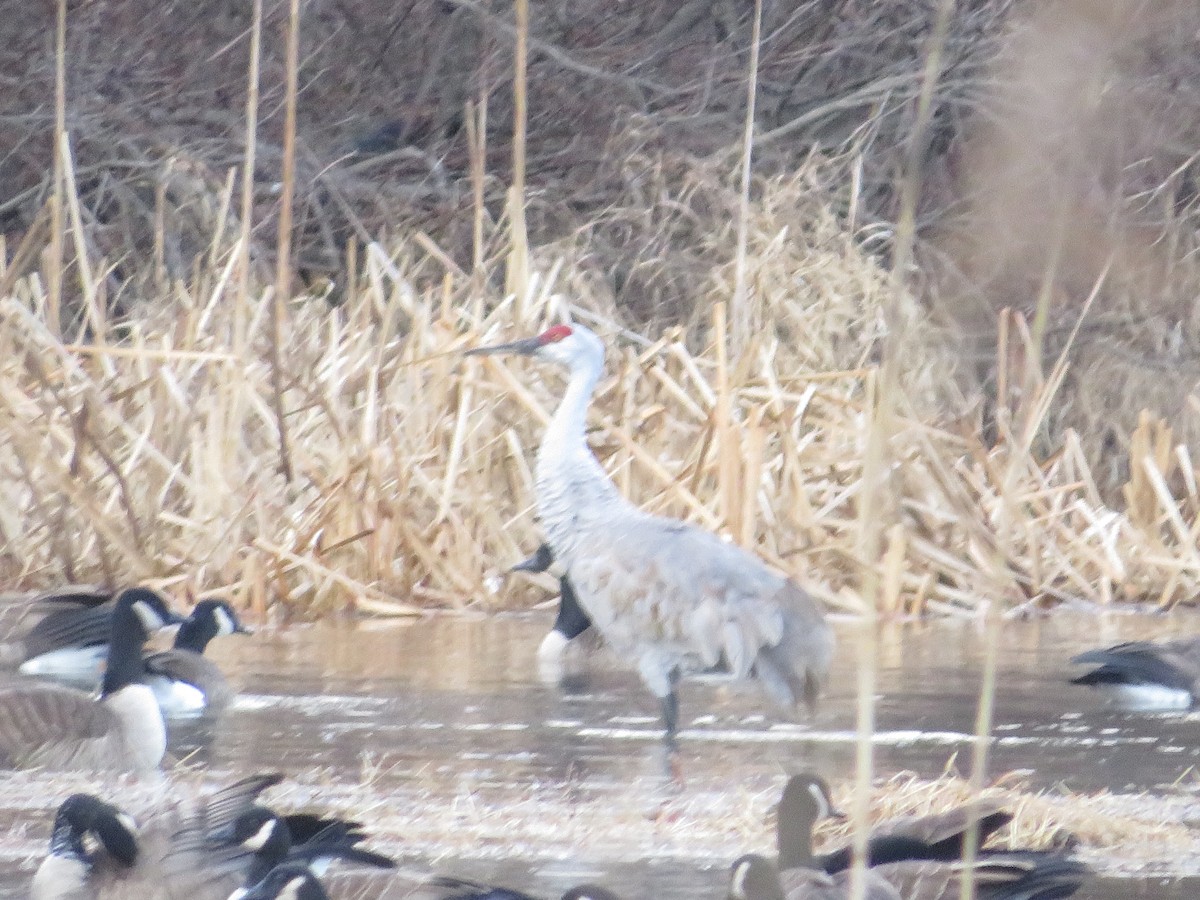 Kurrilo kanadarra - ML647187122