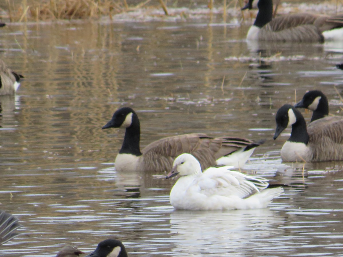 Snow Goose - ML647187126