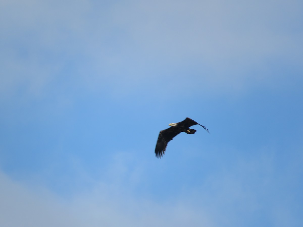 Bald Eagle - ML647187132