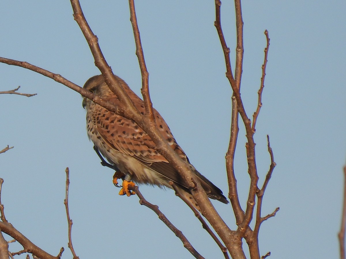 Turmfalke - ML647187139