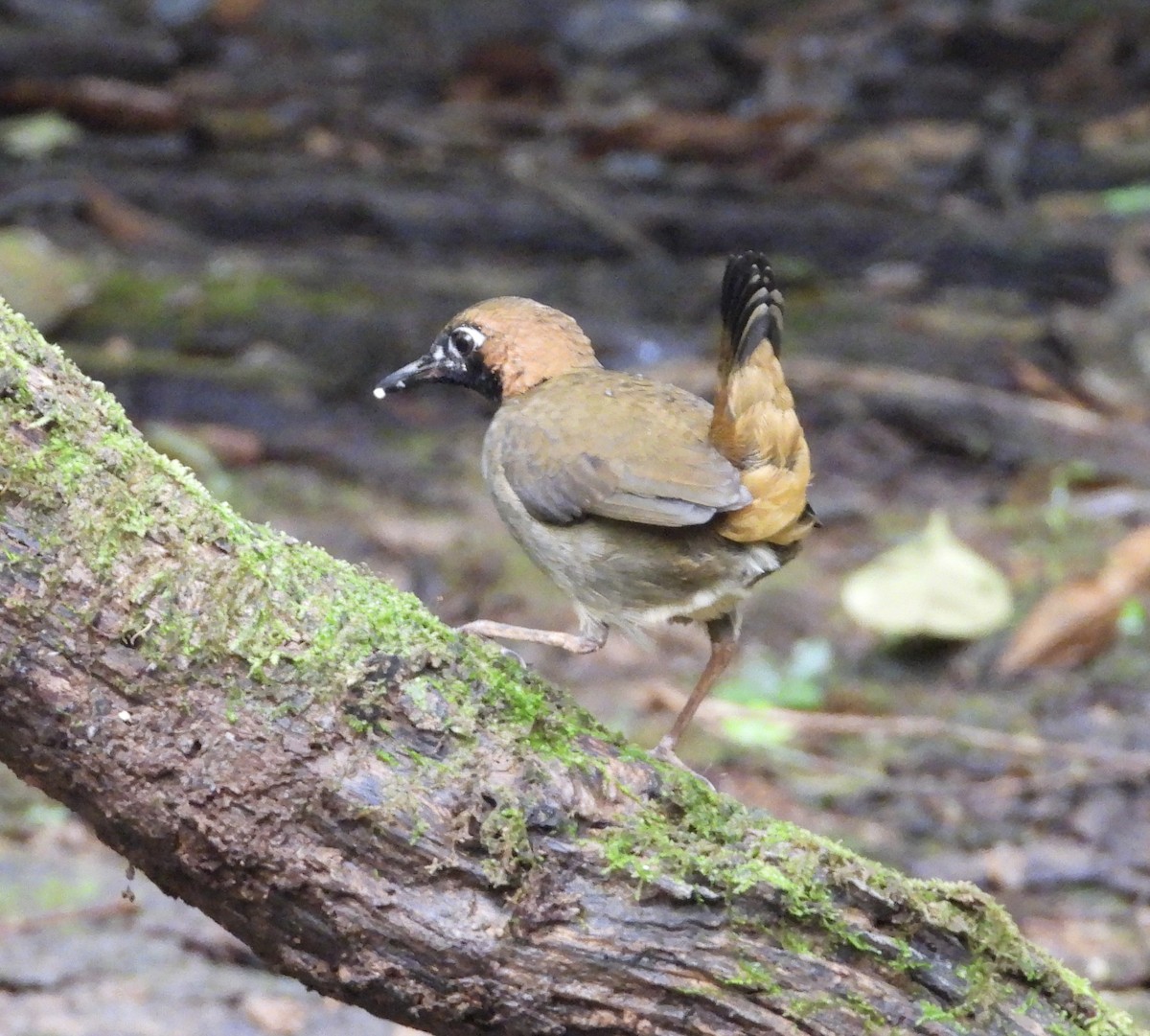 Black-faced Antthrush - ML647187141