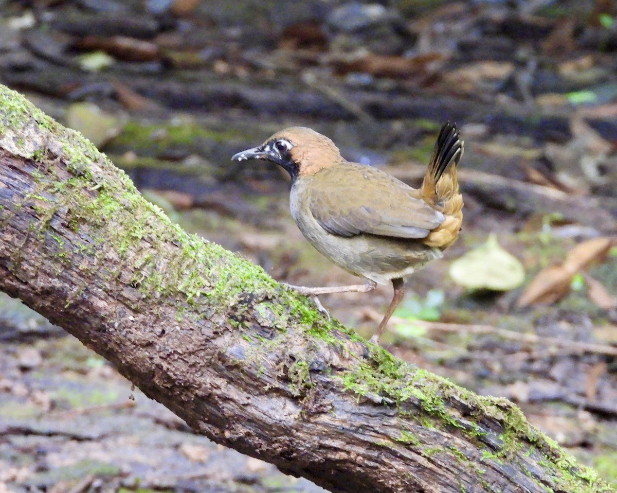 Black-faced Antthrush - ML647187142