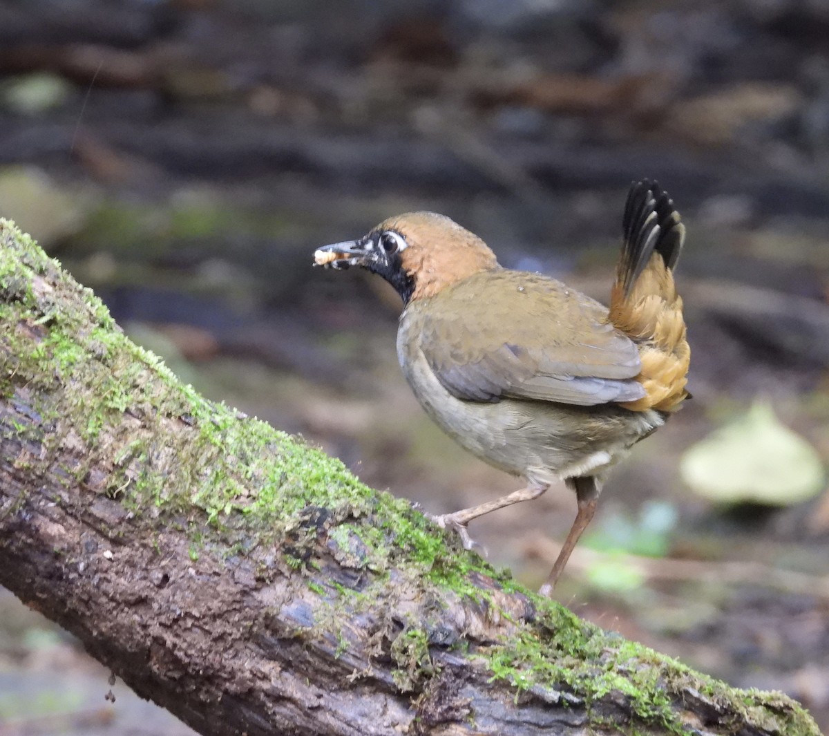 Black-faced Antthrush - ML647187143