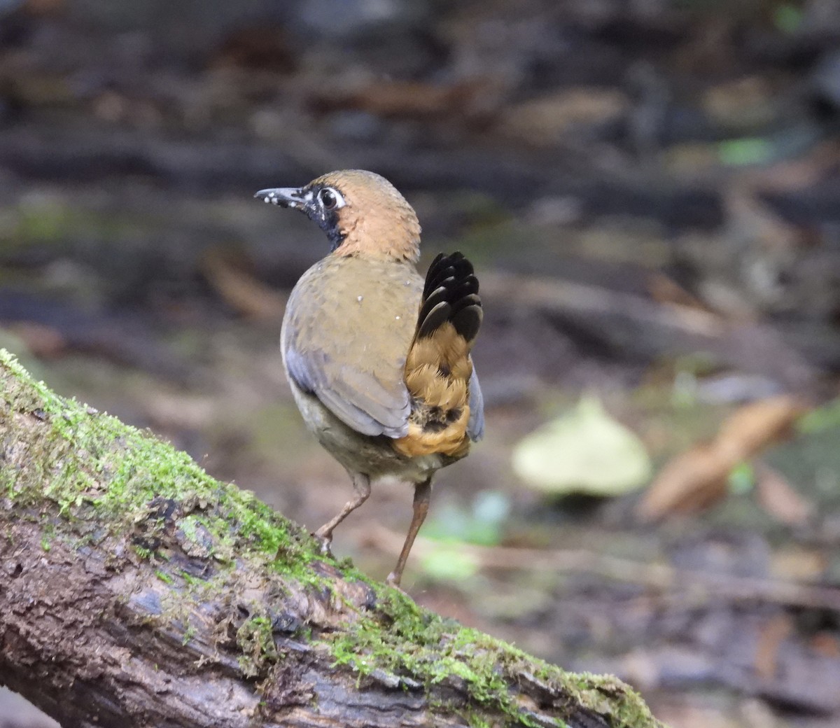 Black-faced Antthrush - ML647187144