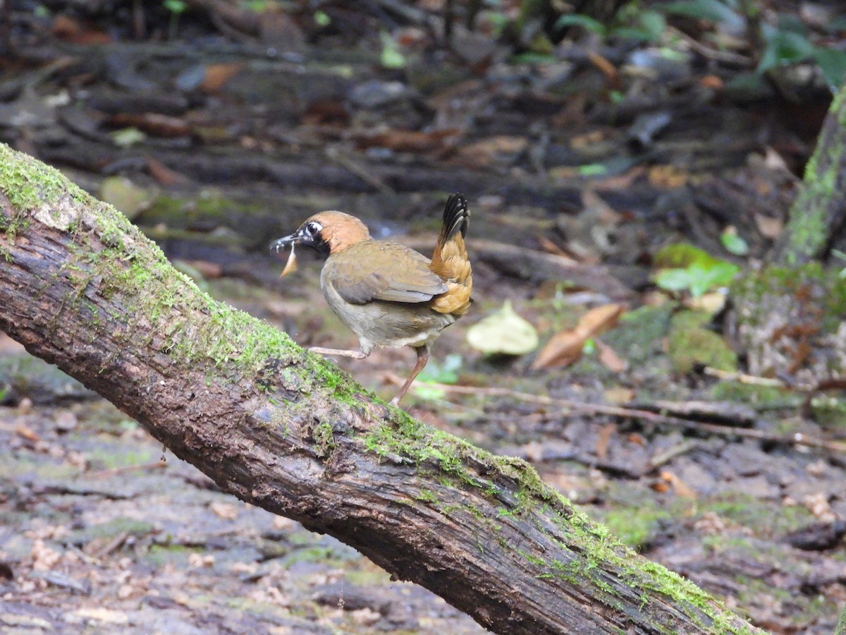 Black-faced Antthrush - ML647187145
