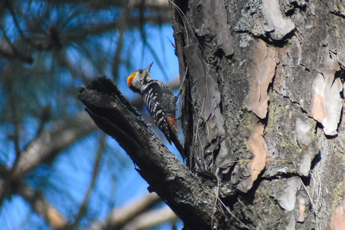 bergspett - ML647187147