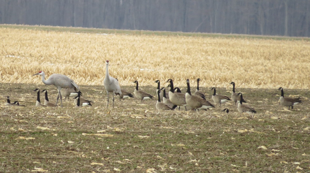 Gıdaklayan Kaz - ML647187149