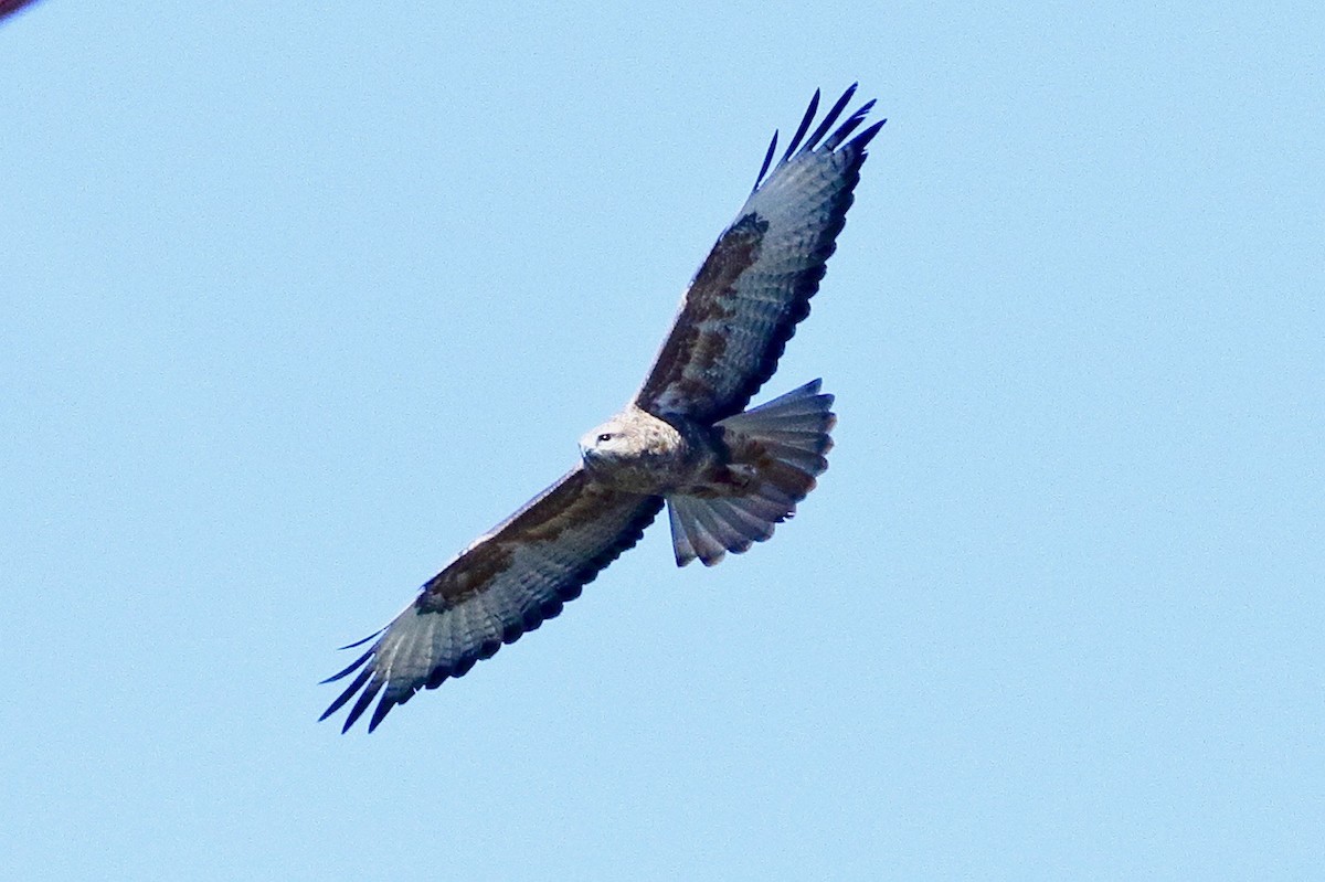 Himalayan Buzzard - ML647187152