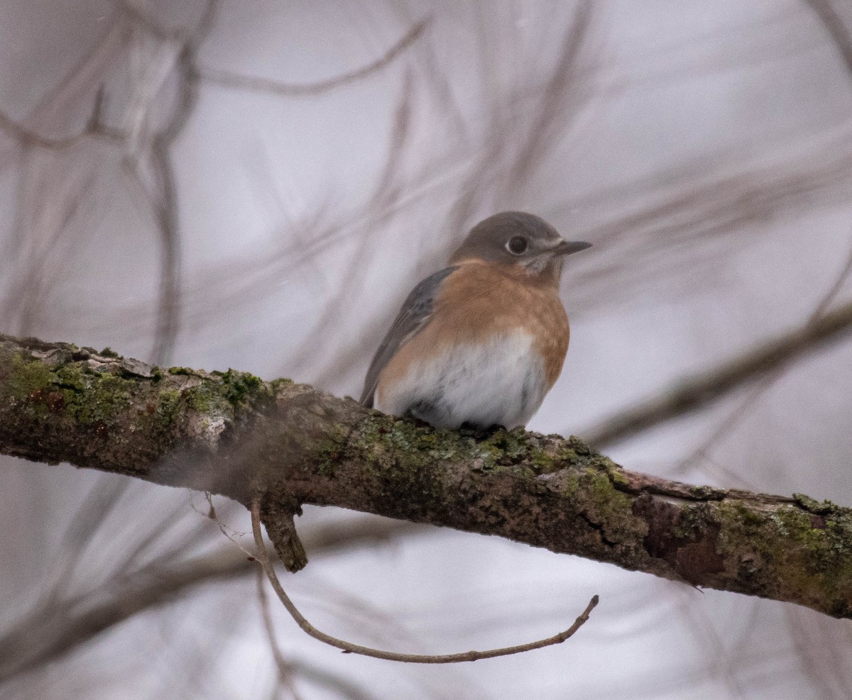 Eastern Bluebird - ML647187165