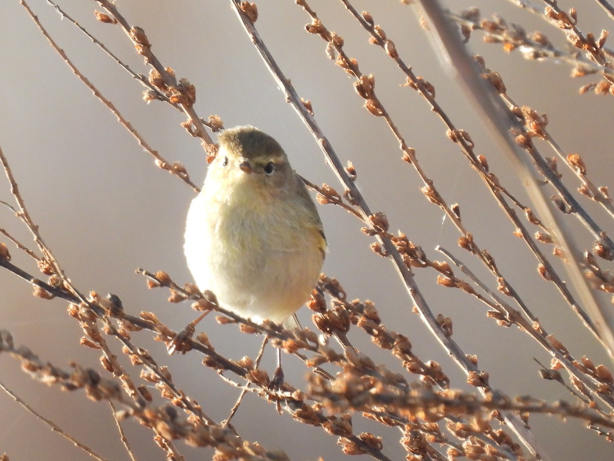 Пеночка-теньковка - ML647187182