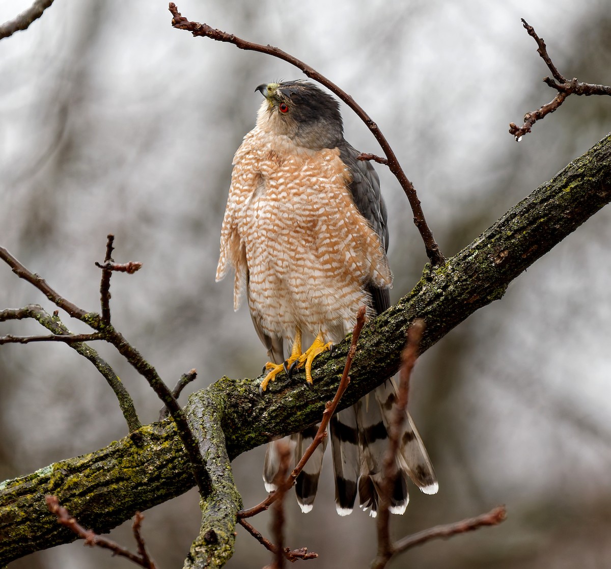 Cooper's Hawk - ML647187183