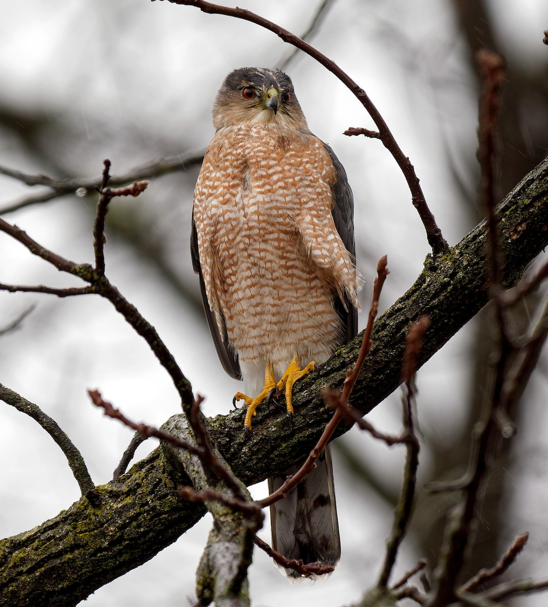Cooper's Hawk - ML647187184