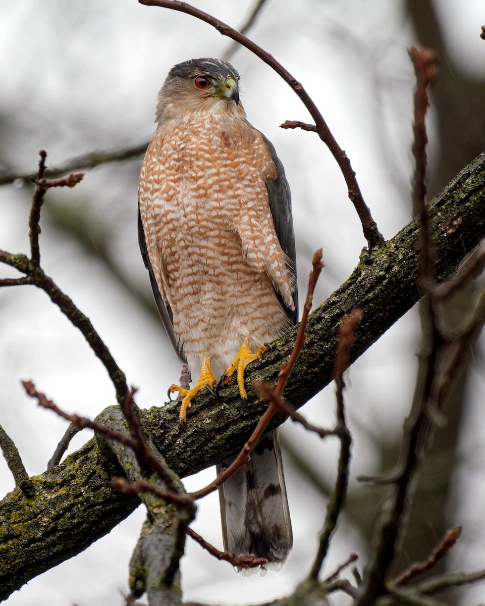 Cooper's Hawk - ML647187185