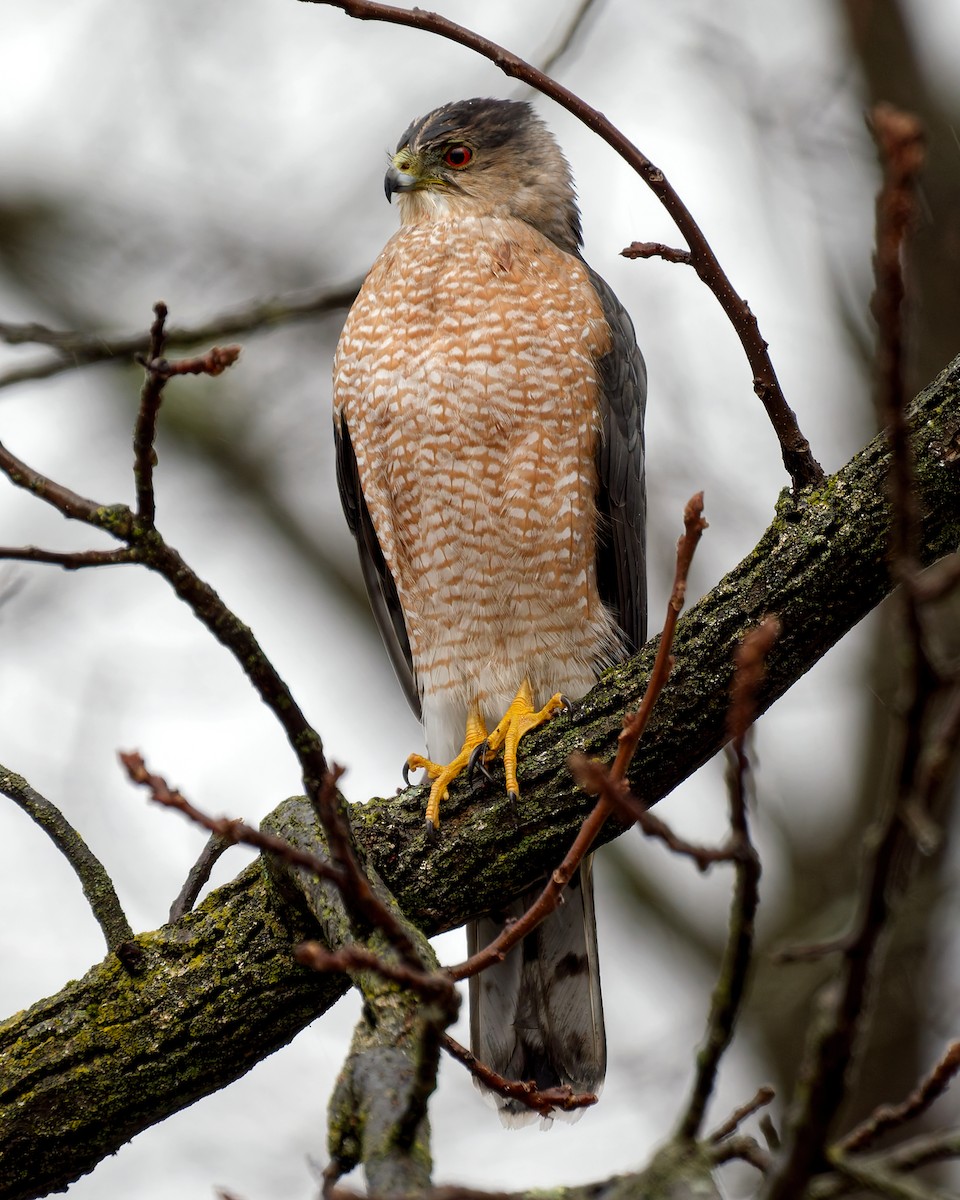 Cooper's Hawk - ML647187186