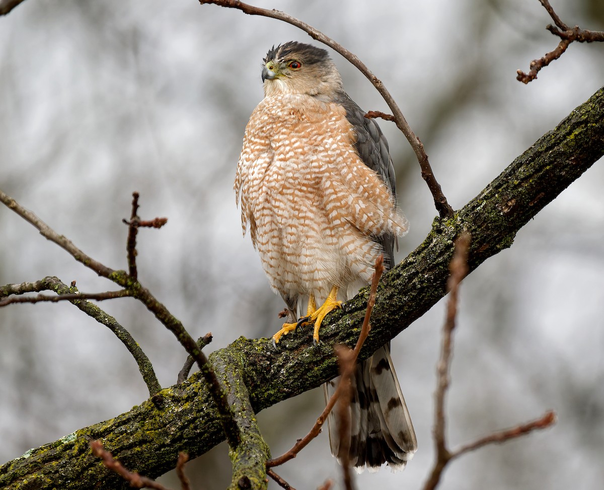 Cooper's Hawk - ML647187187