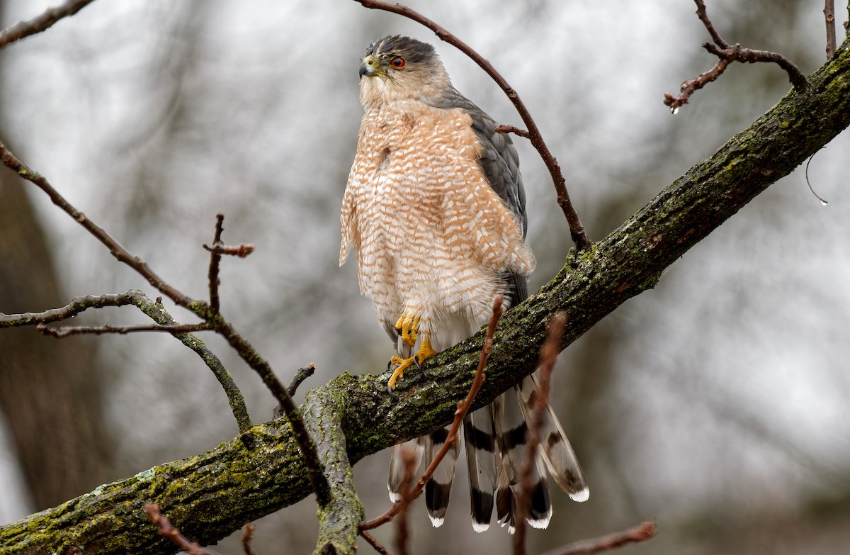 Cooper's Hawk - ML647187189