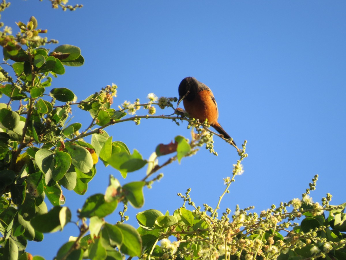 Orchard Oriole - ML647187190